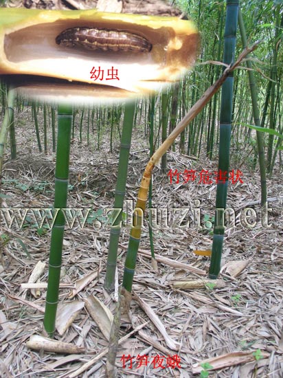筍秀夜蛾（筍蛀蟲(chóng)、竹筍夜蛾）